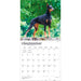 Dobermans 2027 Square Wall Calendar