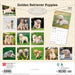 Golden Retriever Puppies 2027 Square Wall Calendar