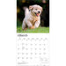 Golden Retriever Puppies 2027 Square Wall Calendar