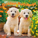 Golden Retriever Puppies 2027 Square Wall Calendar