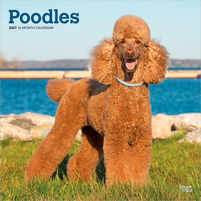 Poodles 2027 Square Wall Calendar