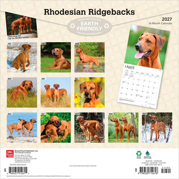 Rhodesian Ridgebacks 2027 Square Wall Calendar