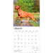 Rhodesian Ridgebacks 2027 Square Wall Calendar
