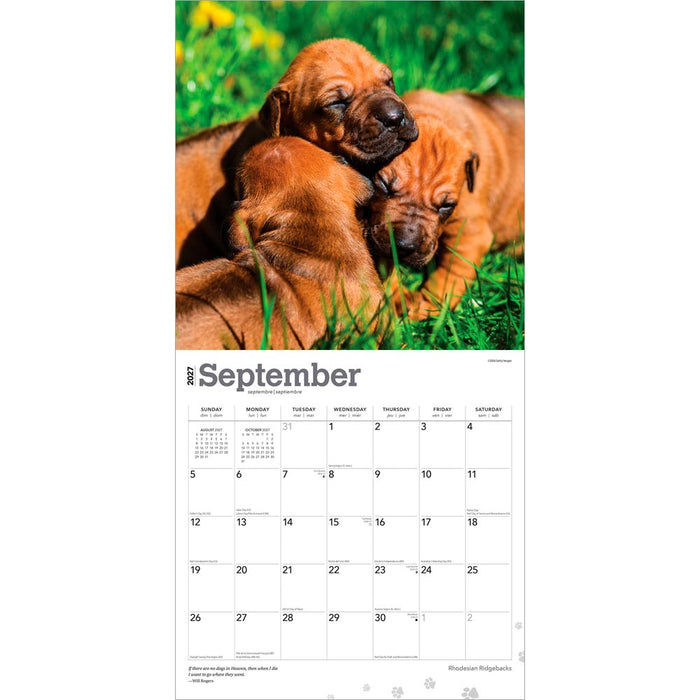 Rhodesian Ridgebacks 2027 Square Wall Calendar