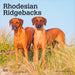 Rhodesian Ridgebacks 2027 Square Wall Calendar