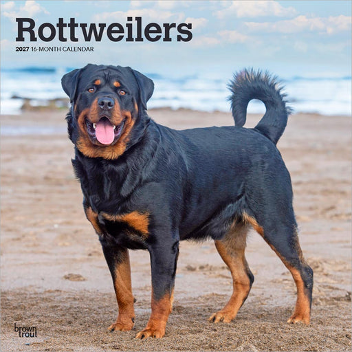 Rottweilers 2027 Square Wall Calendar