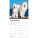 Samoyeds 2027 Square Wall Calendar