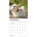 Shih Tzu 2027 Square Wall Calendar