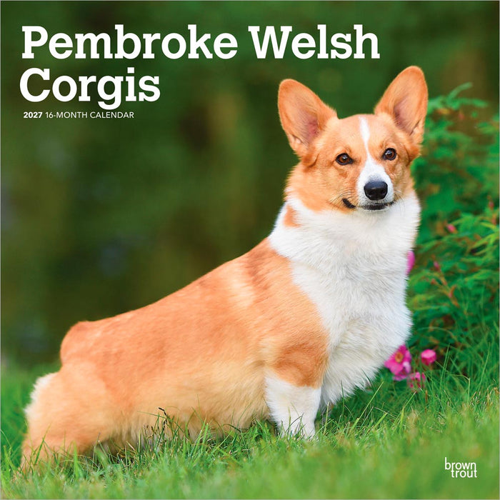 Pembroke Welsh Corgis 2027 Square Wall Calendar