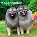 Keeshonden 2027 Square Wall Calendar