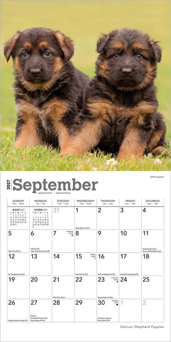 German Shepherd Puppies 2027 Mini Wall Calendar