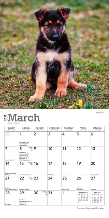 German Shepherd Puppies 2027 Mini Wall Calendar