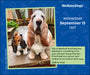We Rate Dogs 2027 Page-A-Day Calendar