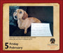 Dog Shaming 2027 Page-A-Day Calendar