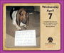 Dog Shaming 2027 Page-A-Day Calendar
