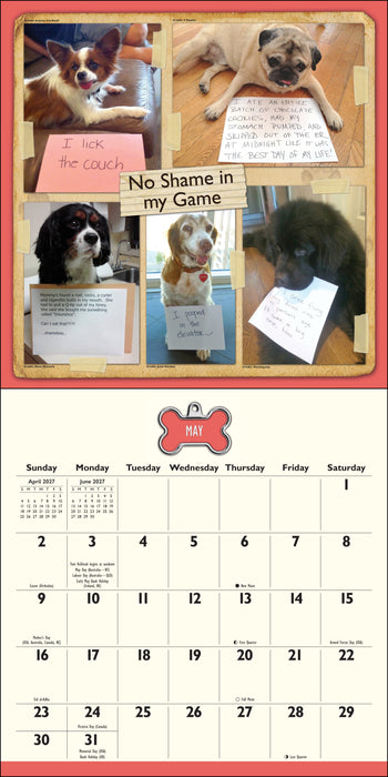 Dog Shaming 2027 Square Wall Calendar