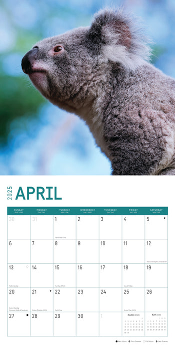 2025 Koalas Wall Calendar