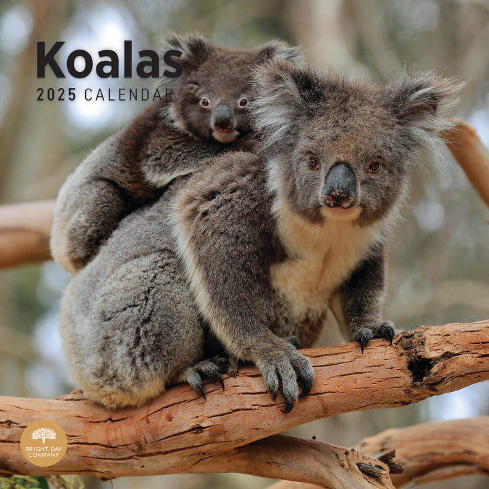 2025 Koalas Wall Calendar