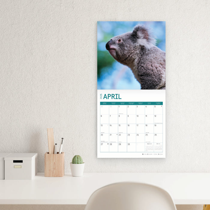 2025 Koalas Wall Calendar